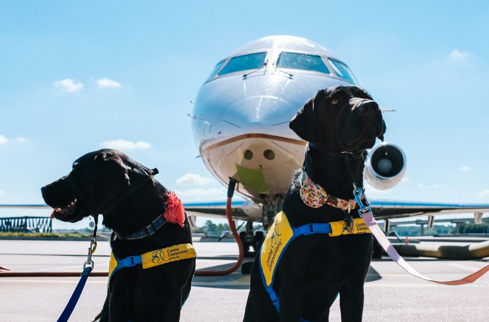 Dog flying — looking out of an airplane window