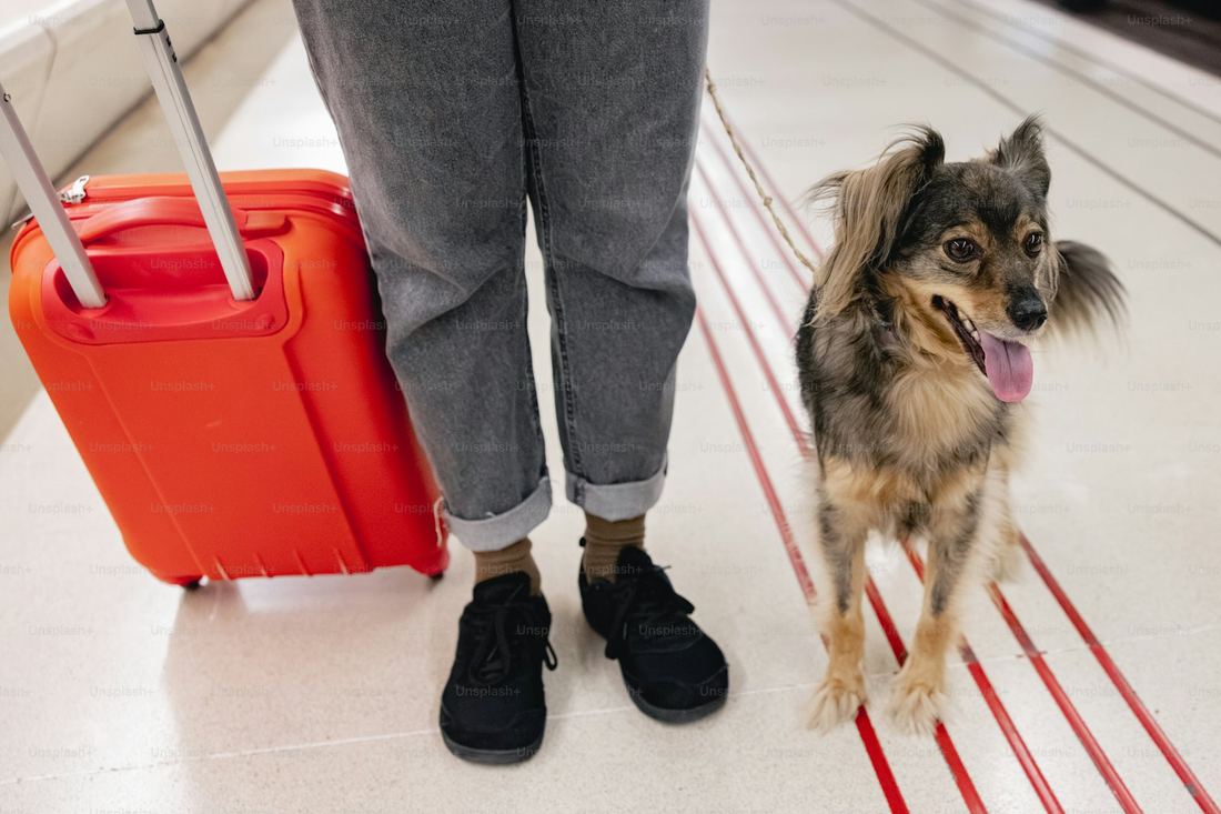 France Dog Country Pack — travel with your dog from the USA to France